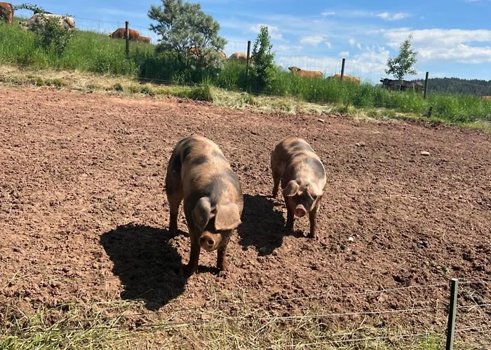 Kwatera prywatna Auf Dem Scheuerhof Wittlich